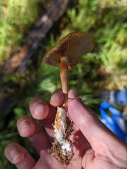Gymnopilus liquiritiae