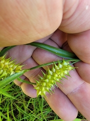 Carex retrorsa