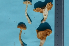 Gymnopilus liquiritiae