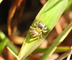 Maratus scutulatus