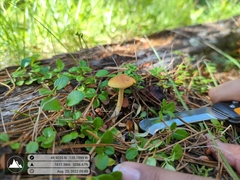 Gymnopilus liquiritiae