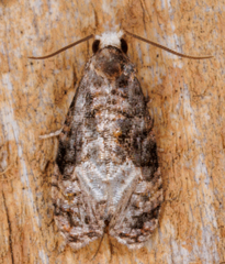 Platynota exasperatana