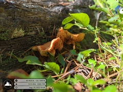 Gymnopilus liquiritiae