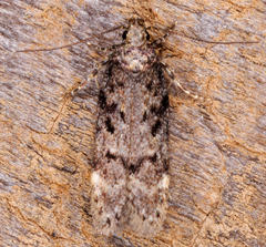 Chionodes mediofuscella