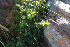 Ochna serrulata