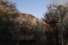 Aloe littoralis image