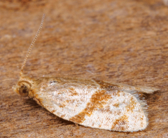 Clepsis peritana