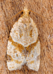 Clepsis peritana