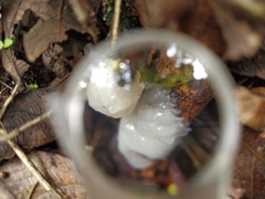 Dacrymycetaceae