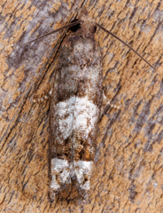 Eucosma parmatana