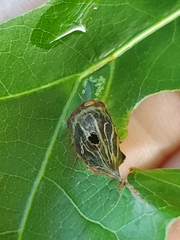 Dryocosmus quercusnotha