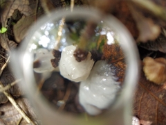 Dacrymycetaceae