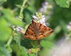 Euclidia glyphica