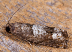 Eucosma parmatana