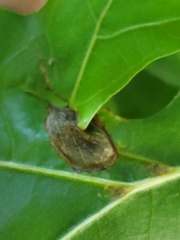 Dryocosmus quercusnotha