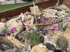 Phemeranthus calycinus