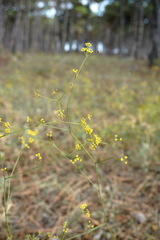 Bupleurum exaltatum