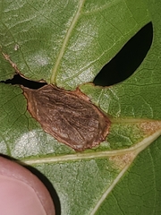 Dryocosmus quercusnotha