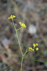 Bupleurum exaltatum