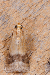 Eulogia ochrifrontella