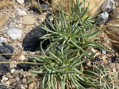 Phemeranthus calycinus