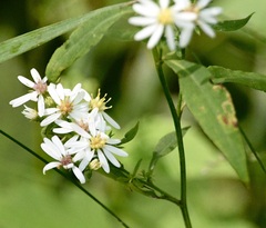 Symphyotrichum urophyllum