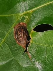 Dryocosmus quercusnotha