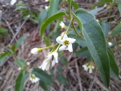 Vincetoxicum hirundinaria