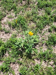 Verbesina encelioides