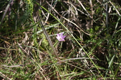 Ixia orientalis