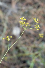 Bupleurum exaltatum