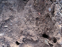 Odontomachus haematodus