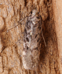 Chionodes mediofuscella