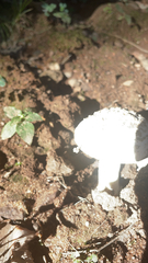 Amanita ocreata