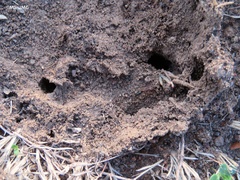 Odontomachus haematodus