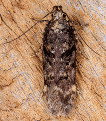 Chionodes mediofuscella