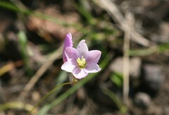 Ixia orientalis