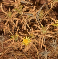Carlina racemosa