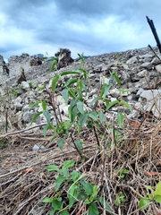 Vincetoxicum hirundinaria