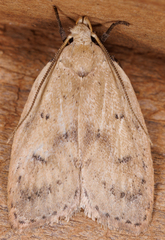 Machimia tentoriferella