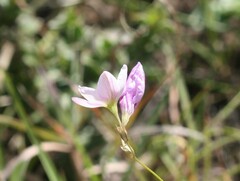 Ixia orientalis
