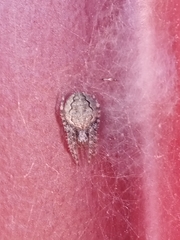 Larinioides ixobolus