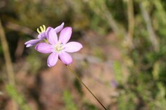 Ixia orientalis