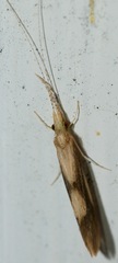 Triaenodes marginatus