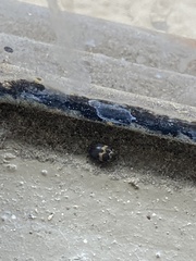 Attagenus fasciatus