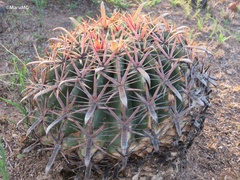 Ferocactus latispinus
