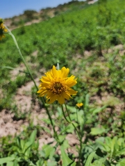 Verbesina encelioides