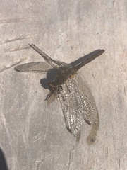 Libelluloidea