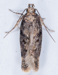 Chionodes mediofuscella