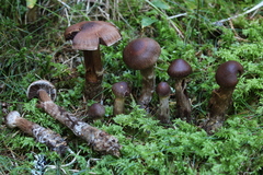 Cortinarius brunneus